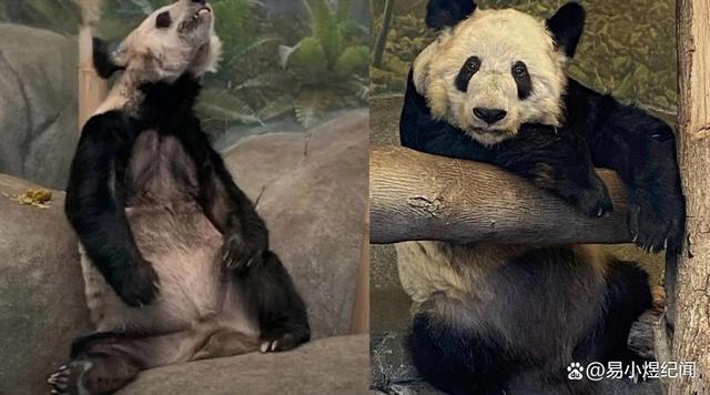 熊猫丫丫过小年，不停地吃，在国外瘦骨嶙峋，在国内养成大胖小子