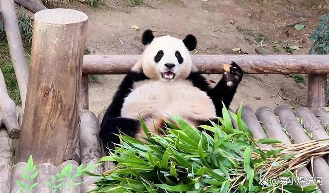 熊猫丫丫过小年，不停地吃，在国外瘦骨嶙峋，在国内养成大胖小子